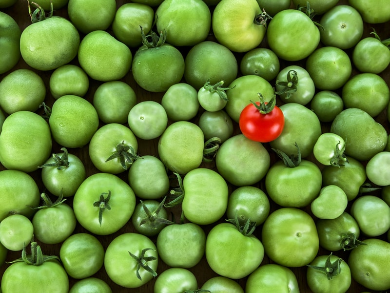 Rote Tomate hebt sich von grünen Tomaten ab